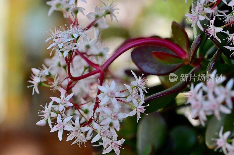 桂花/玉石植物/银杏花